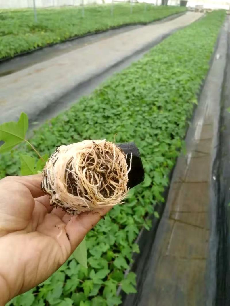 紫香一号台农12号荔枝味百香果苗