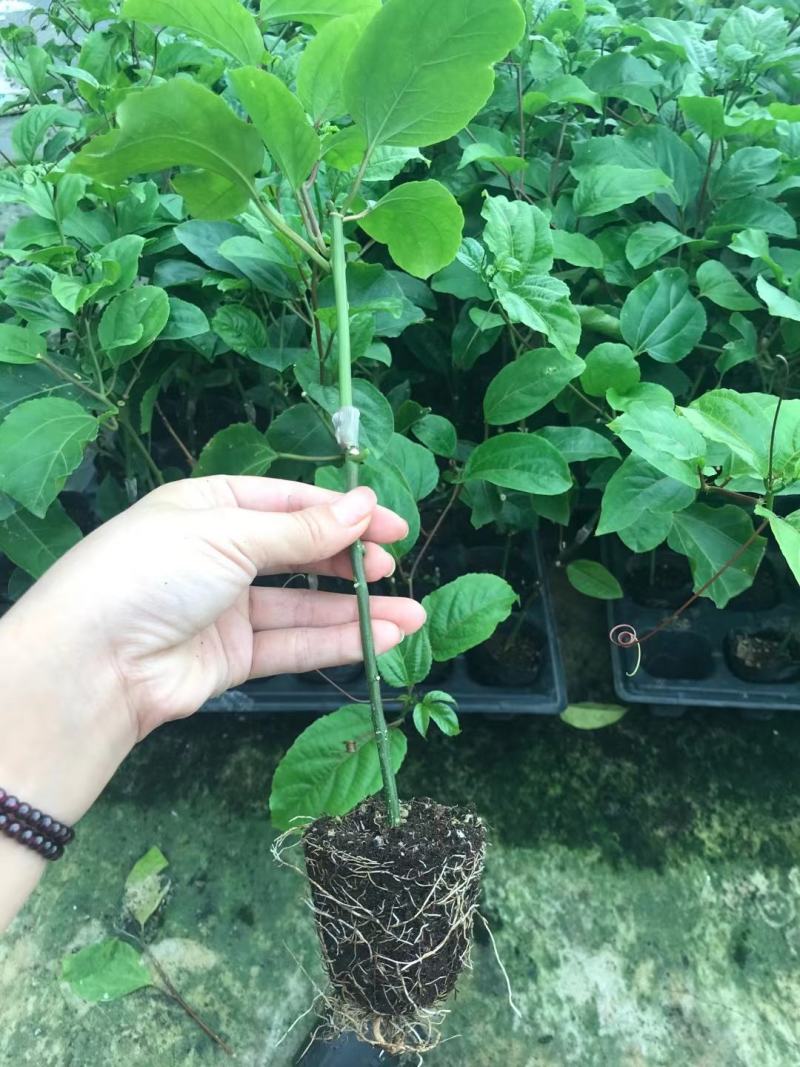 紫香一号台农12号荔枝味百香果苗