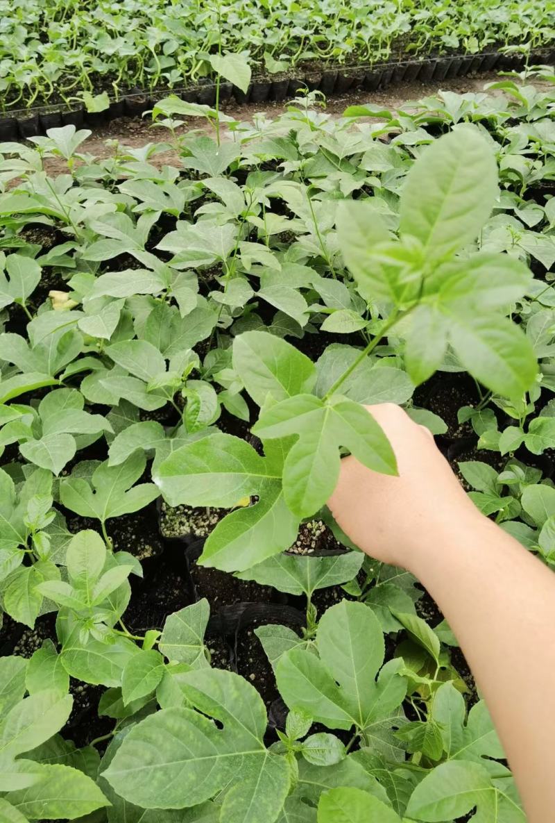 紫香一号台农12号荔枝味百香果苗