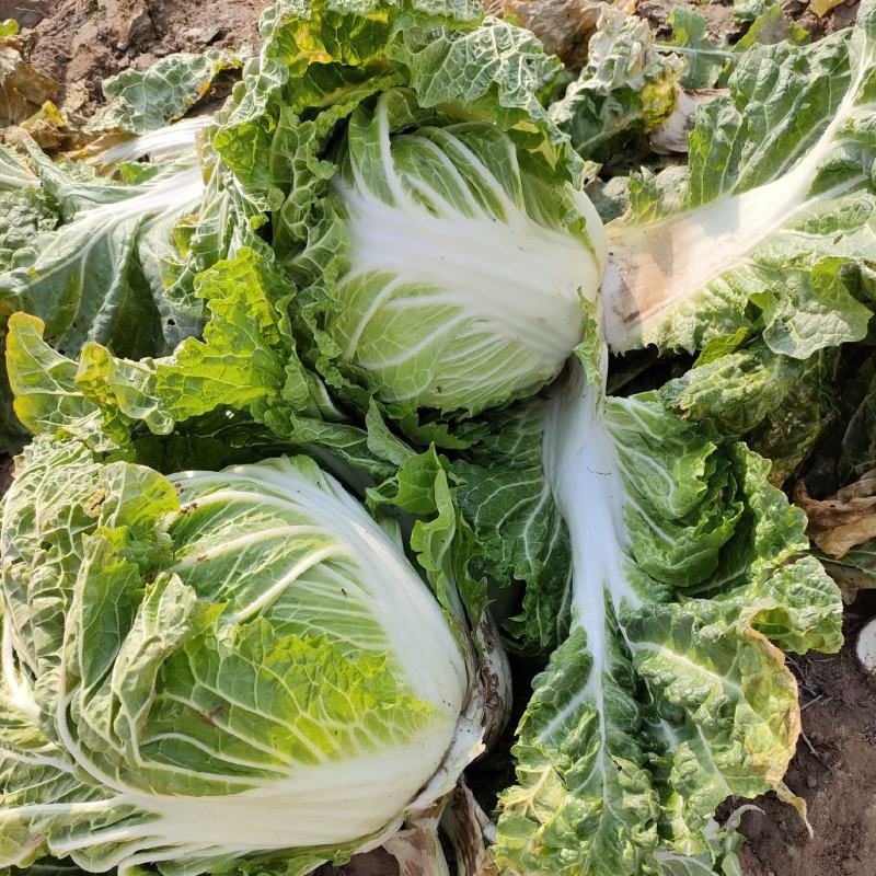 圆头白菜