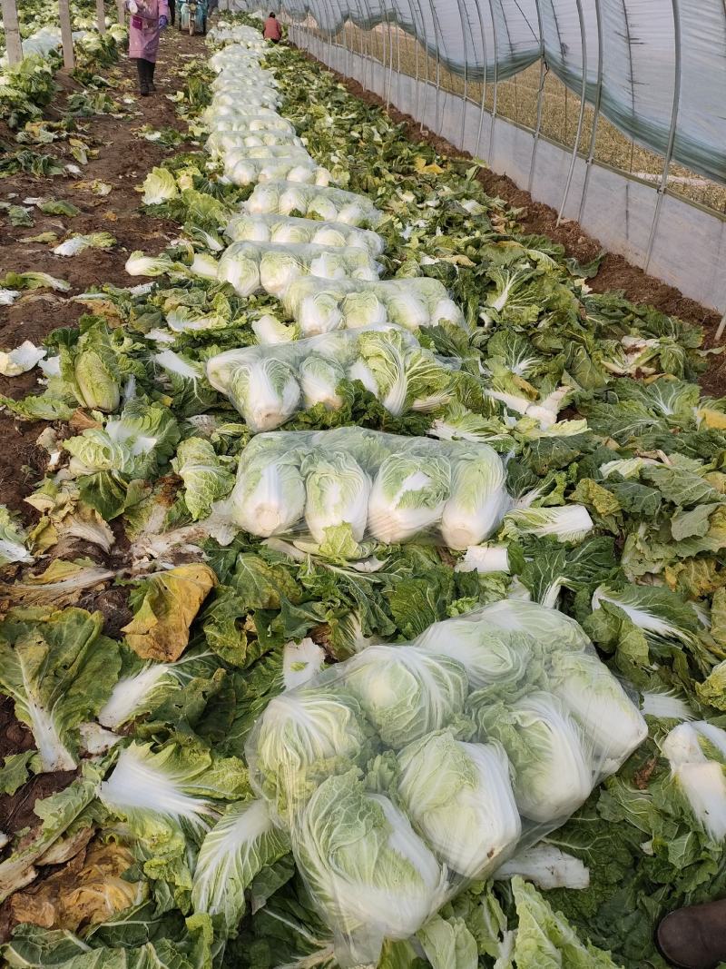 圆头白菜