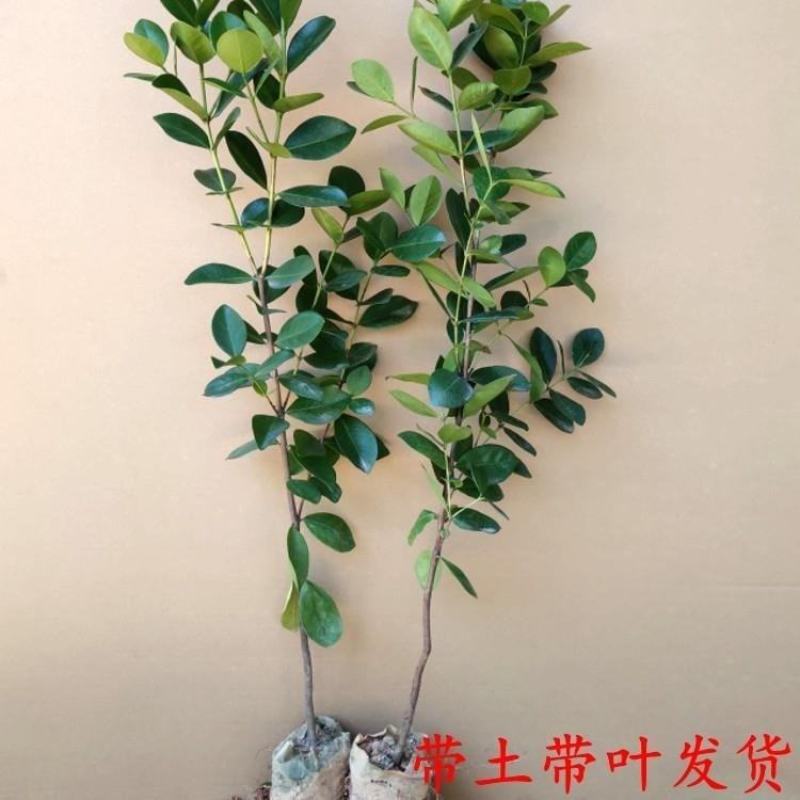 草莓番石榴苗红色番石榴苗草莓番石榴苗当年结果南北方种植