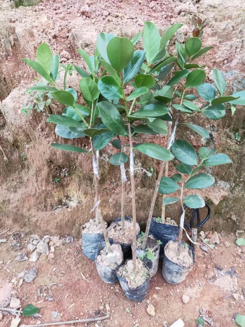草莓番石榴苗红色番石榴苗草莓番石榴苗当年结果南北方种植