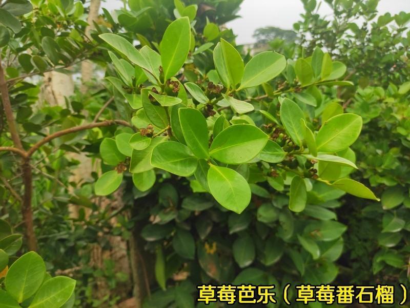 草莓番石榴苗红色番石榴苗草莓番石榴苗当年结果南北方种植