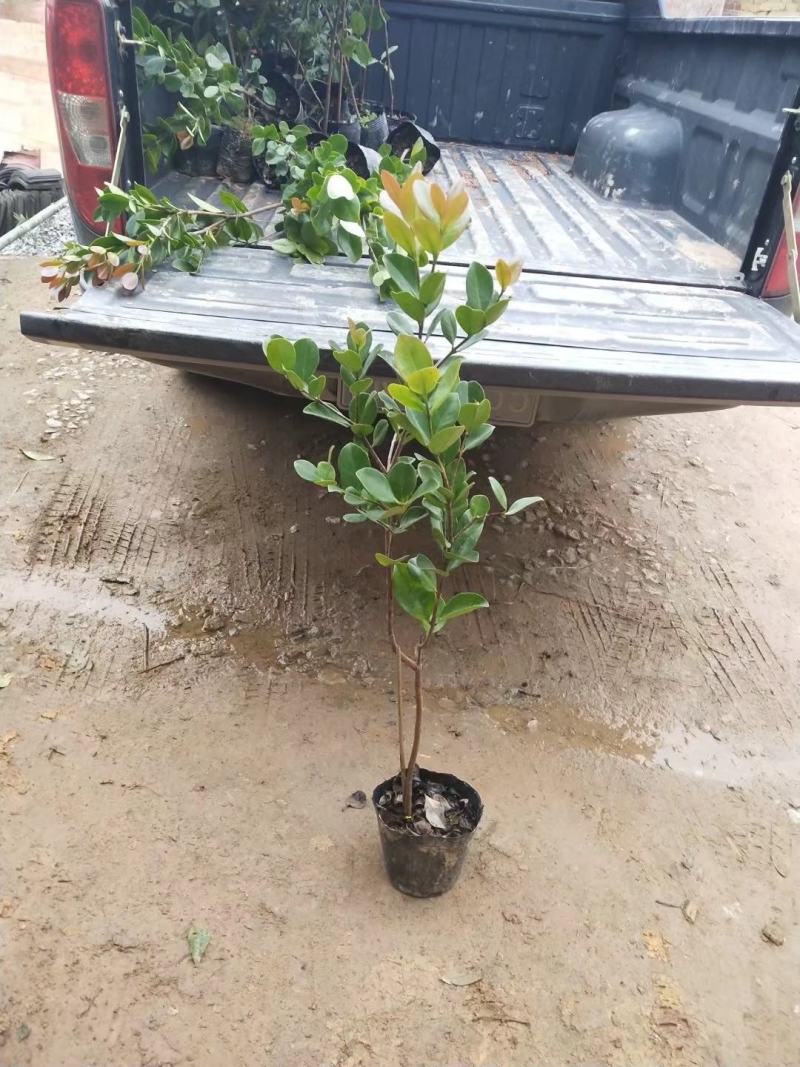 草莓番石榴苗红色番石榴苗草莓番石榴苗当年结果南北方种植