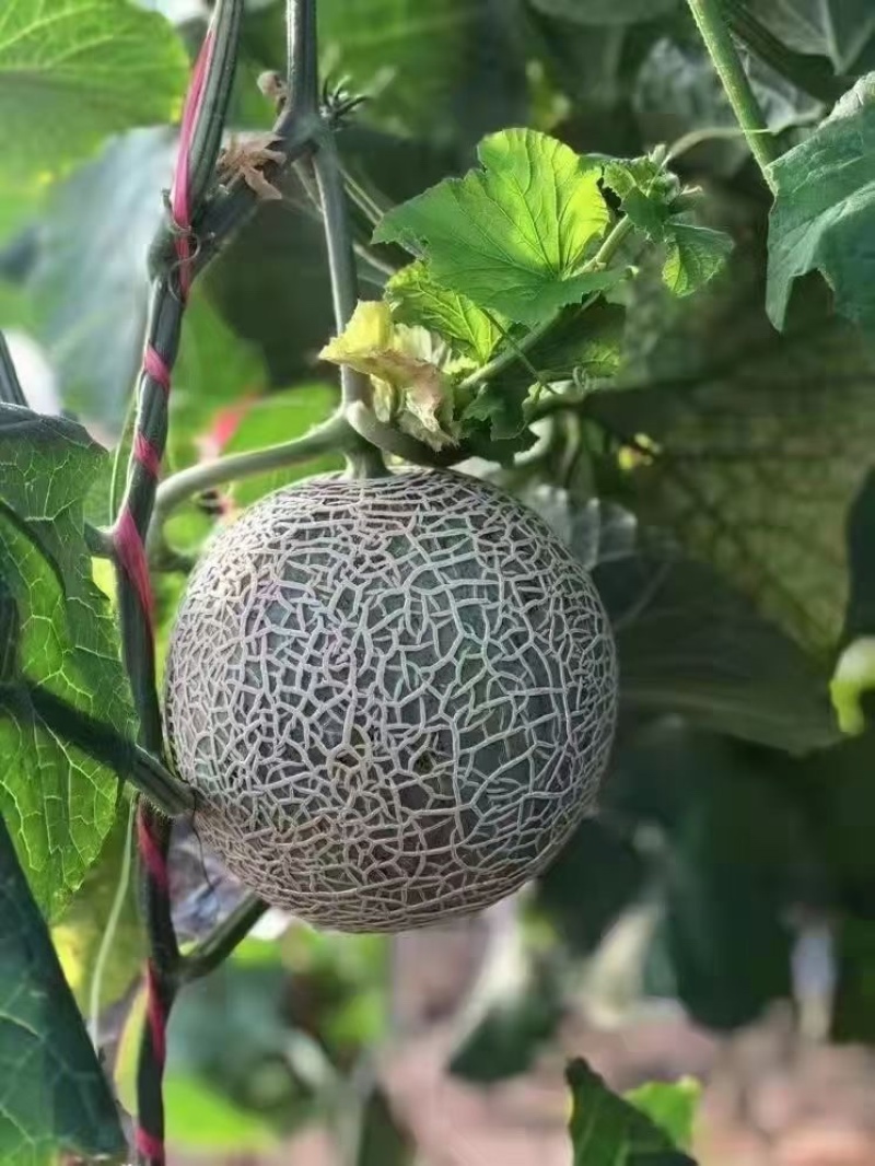 海南玫珑瓜网纹瓜一级大果