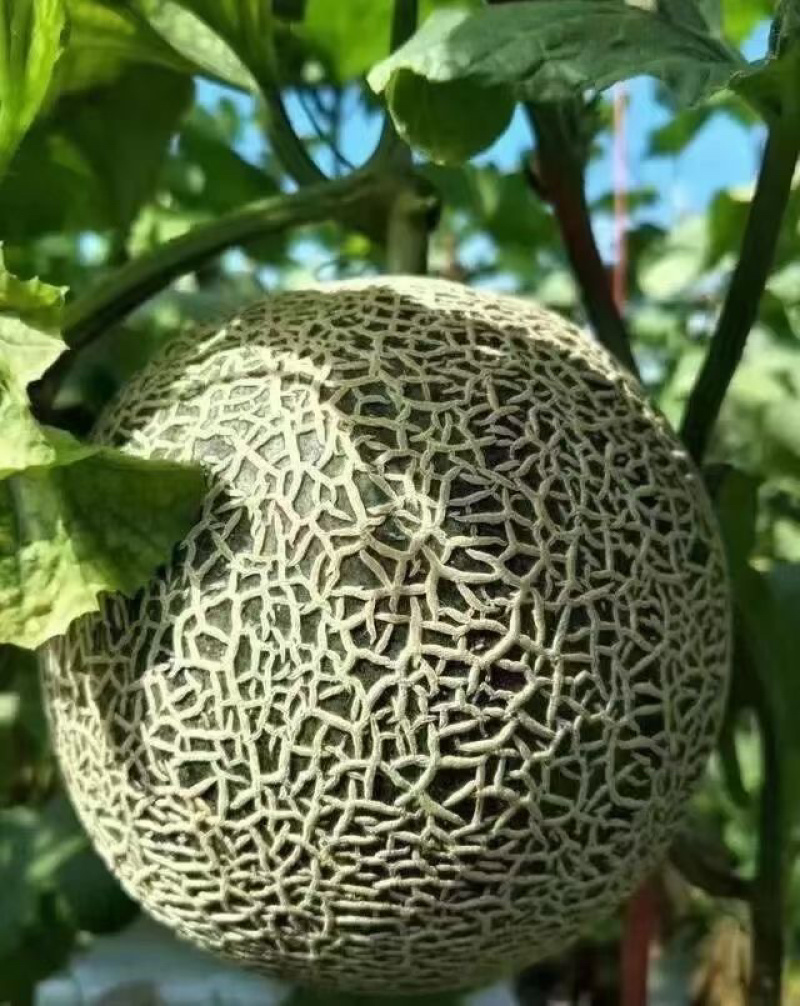海南玫珑瓜网纹瓜一级大果