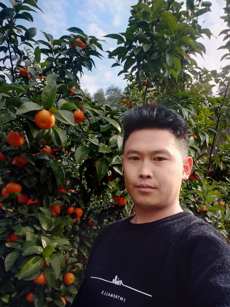 优质沙糖桔