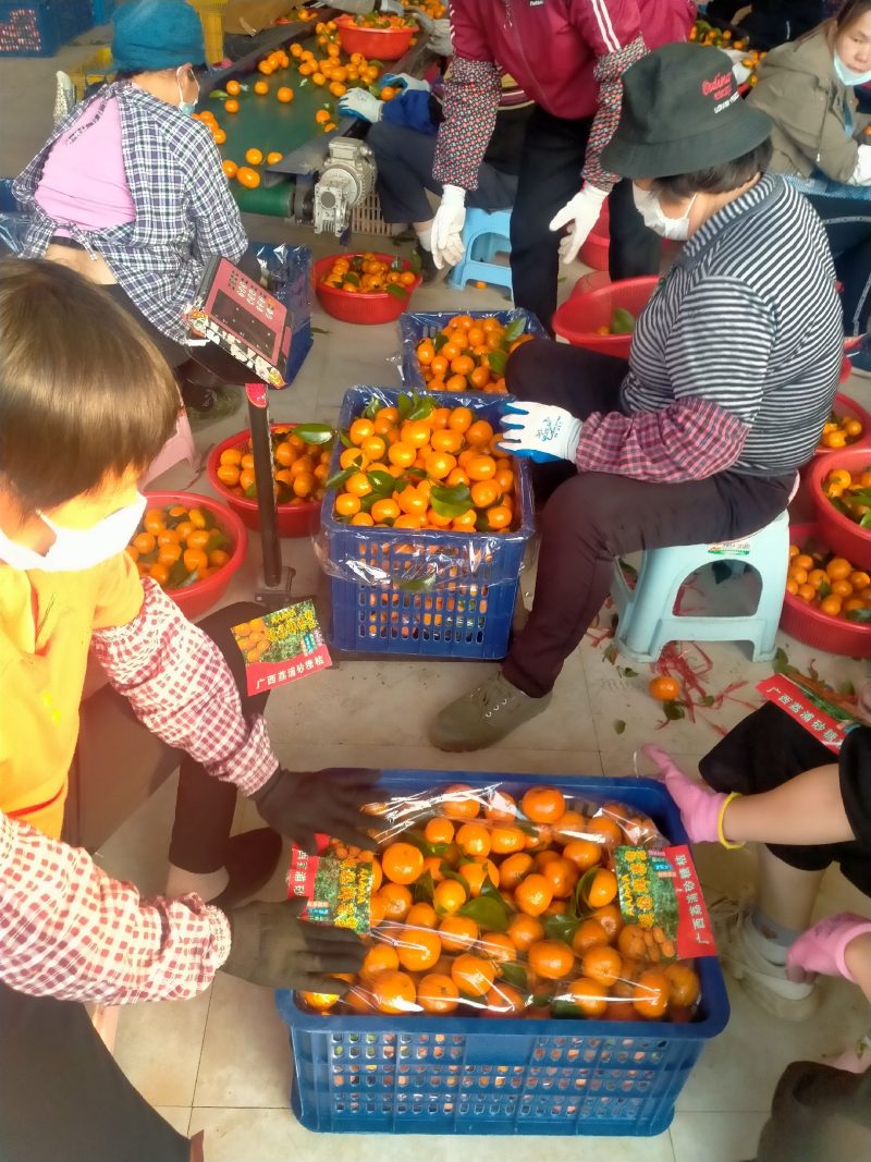 优质沙糖桔