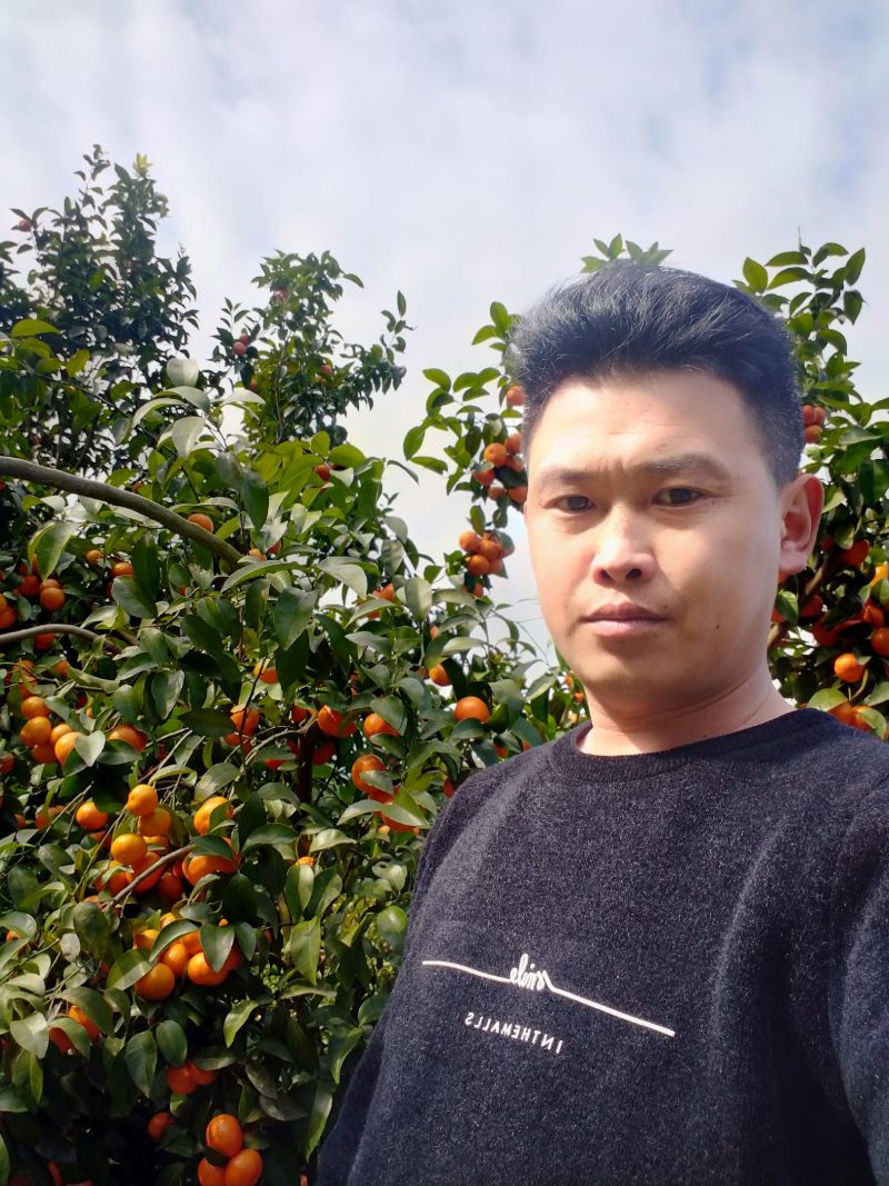 优质沙糖桔