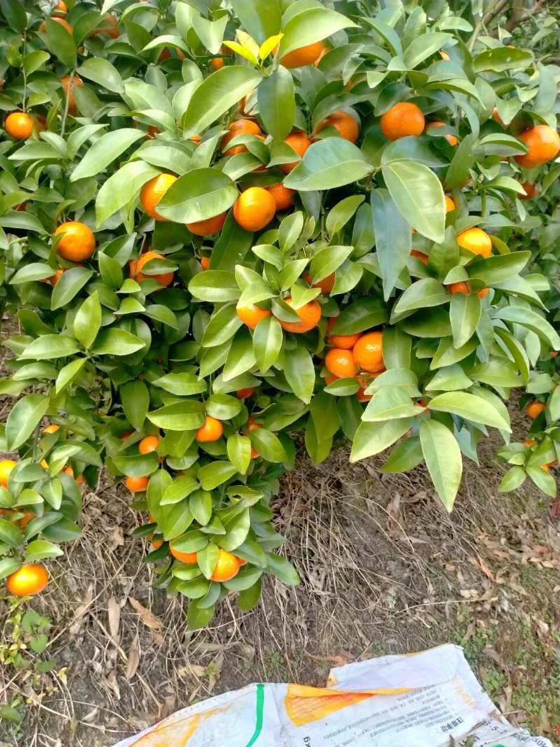 优质沙糖桔