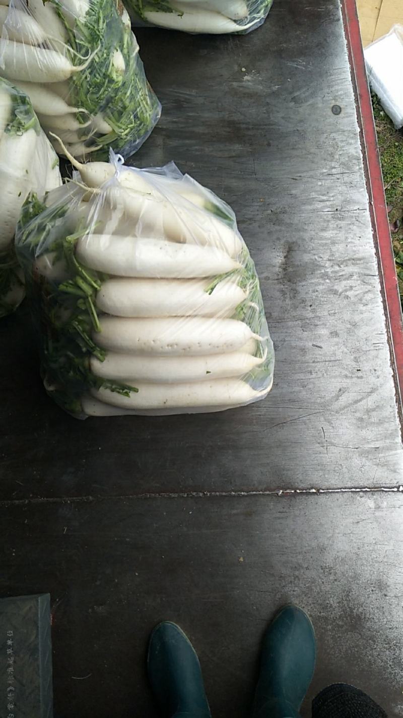 白萝卜