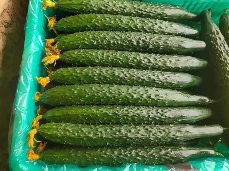 【好货推荐】兰陵县精品优质密刺黄瓜，品质好产地直销