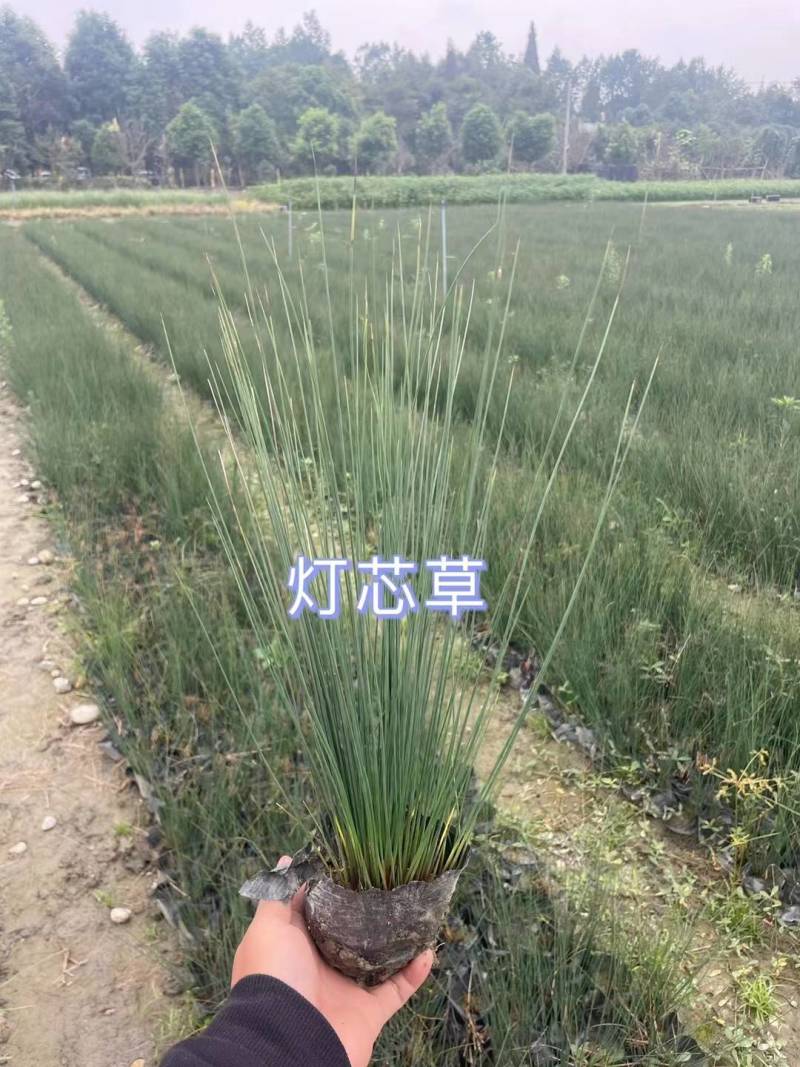 灯芯