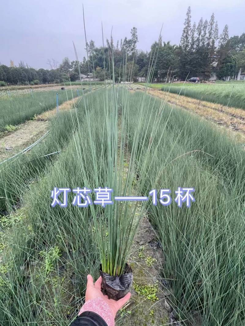 灯芯