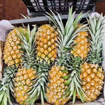 精品菠萝大量现货，口感好，个头大，可以供应电商，超市。