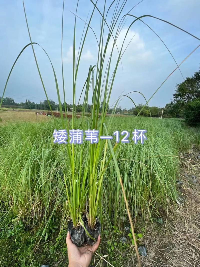 矮蒲苇