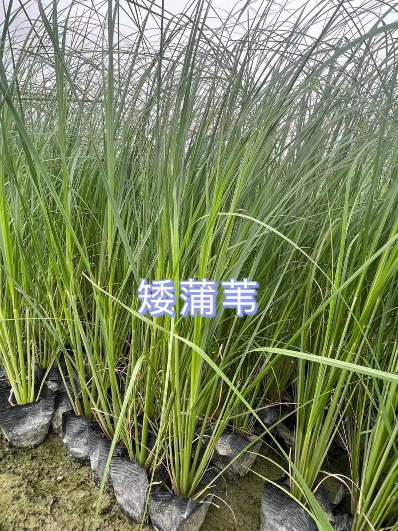 矮蒲苇