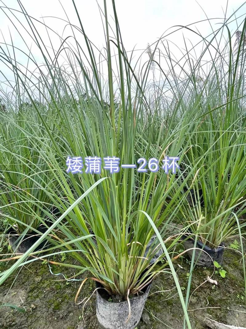 矮蒲苇