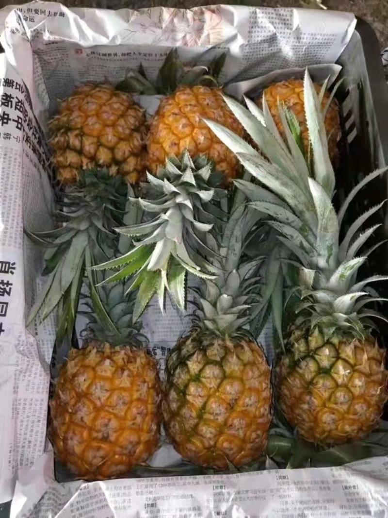精品菠萝大量现货，口感好，个头大，可以供应电商，超市。