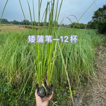 矮蒲苇