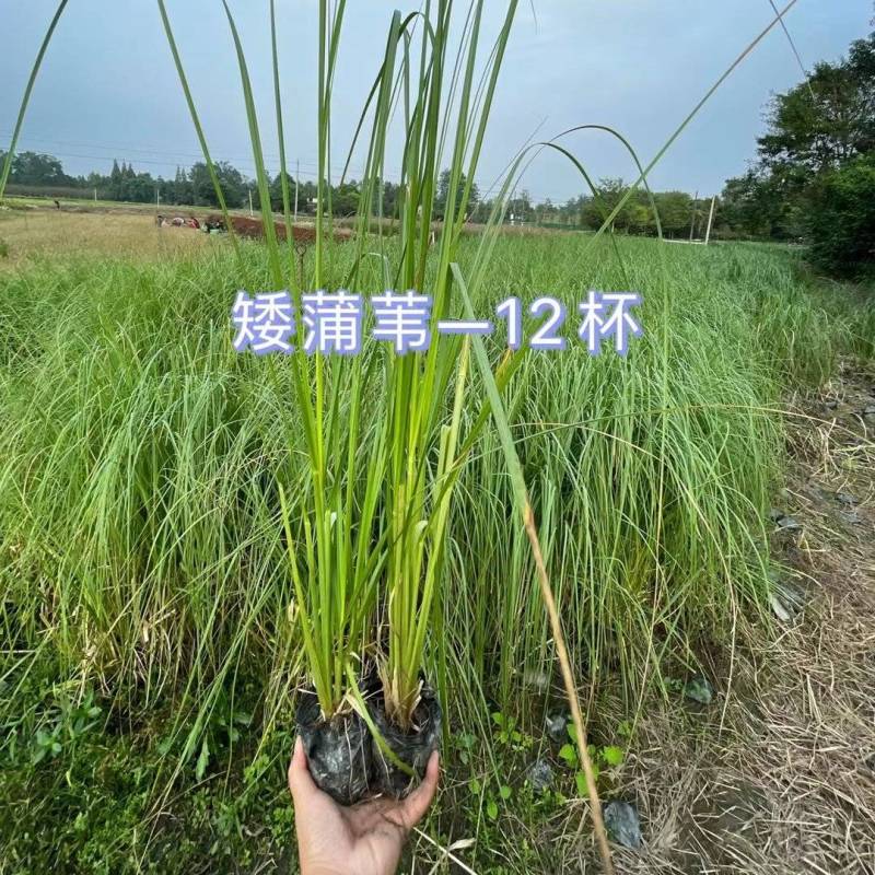 矮蒲苇