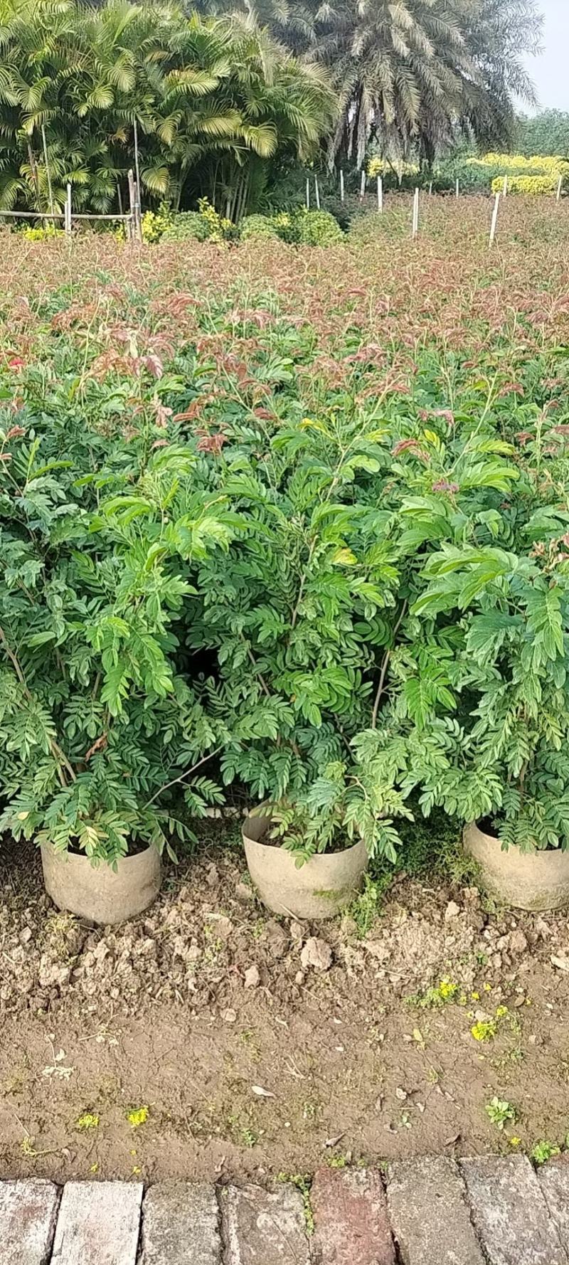 红绒球基地直供大量现货