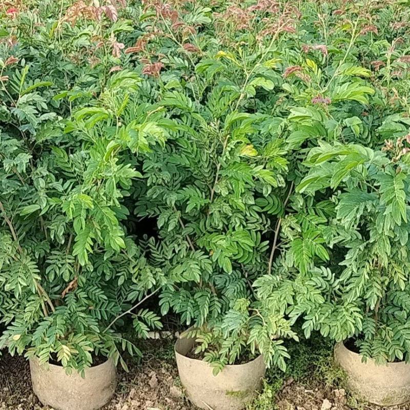 红绒球基地直供大量现货