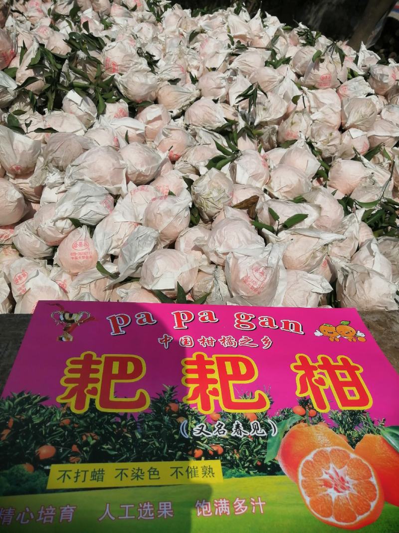 柑橘类耙耙柑春见口感好高山货