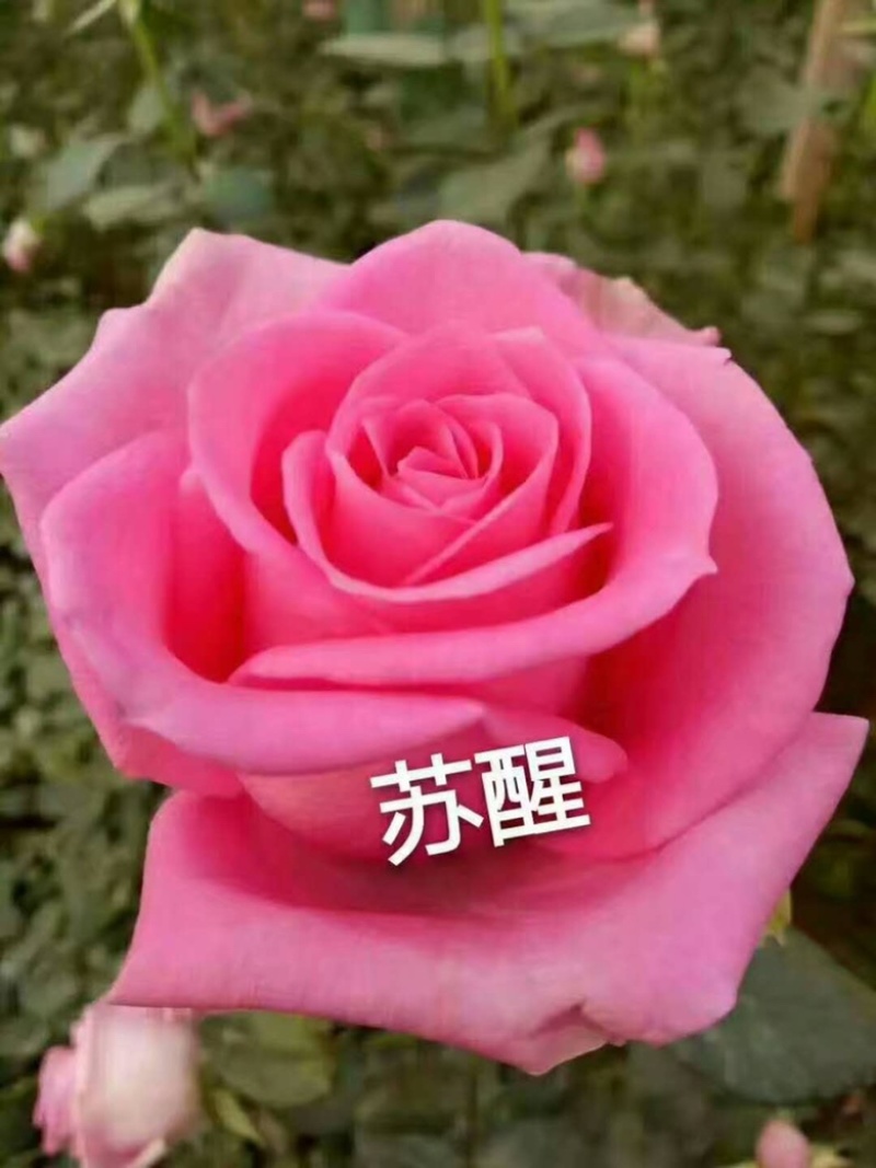云南精品玫瑰花苗