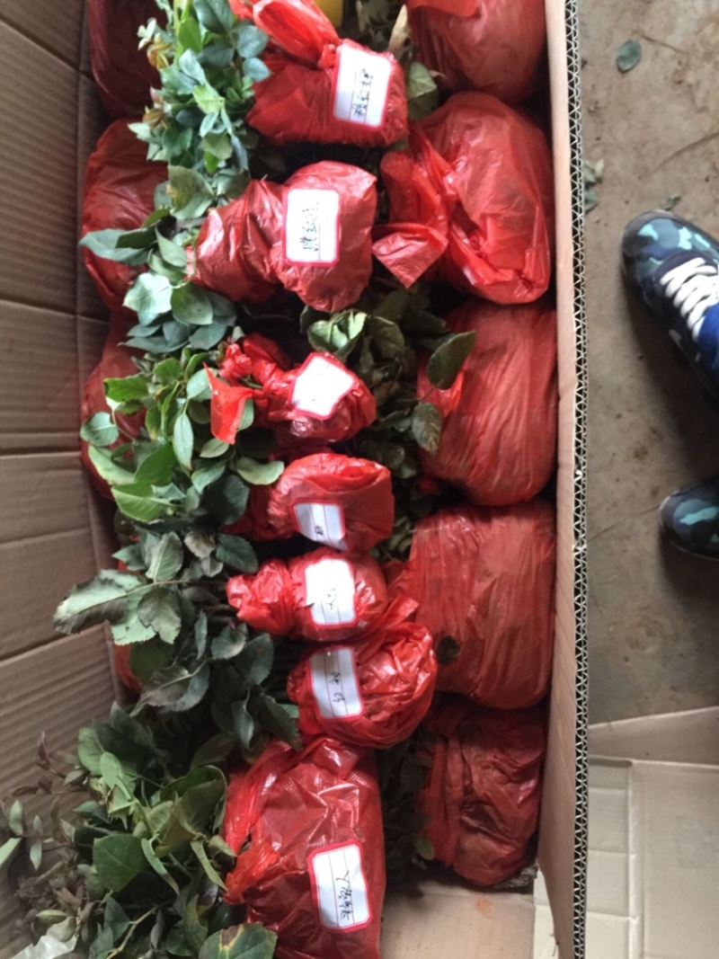 云南精品玫瑰花苗