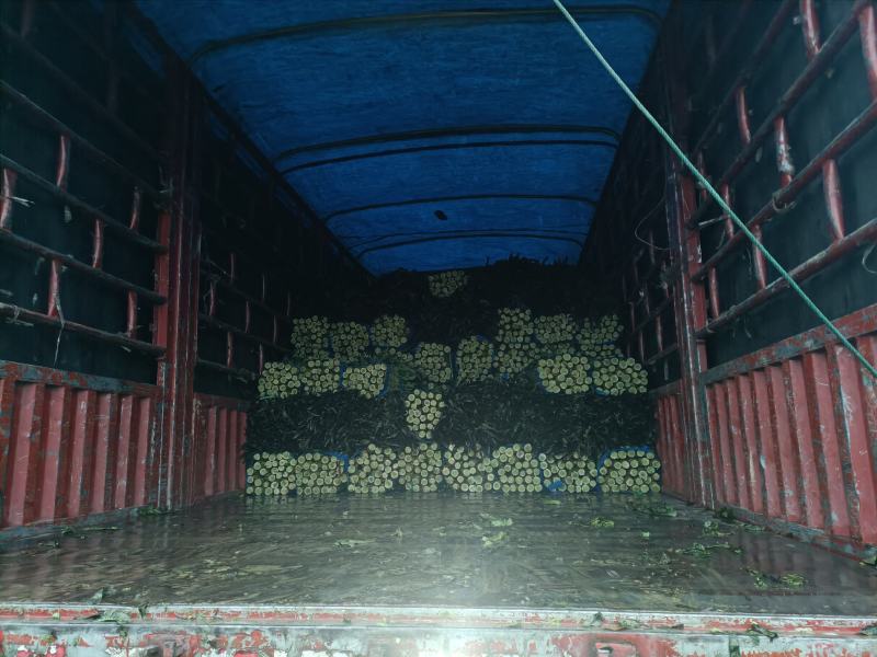 莴苣量货预售