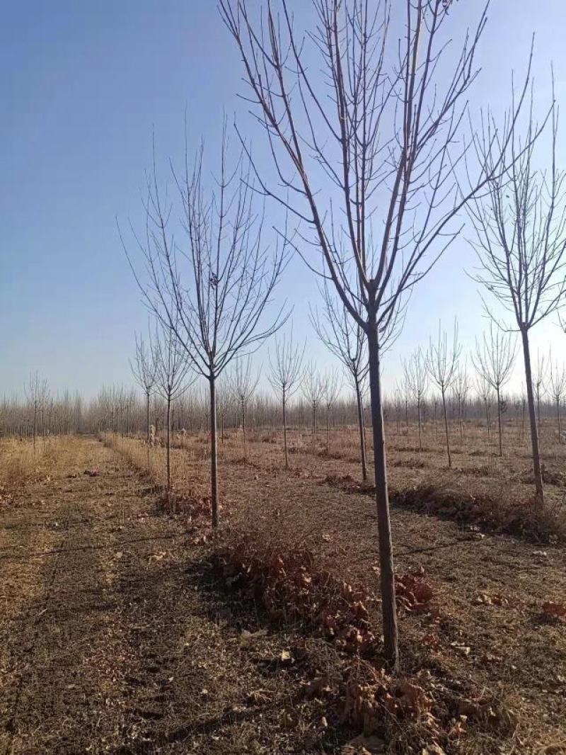 大量土地出租廊坊地区