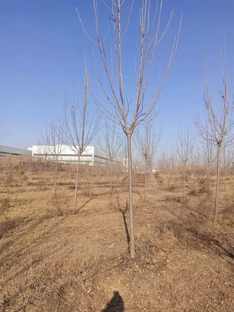 大量土地出租廊坊地区