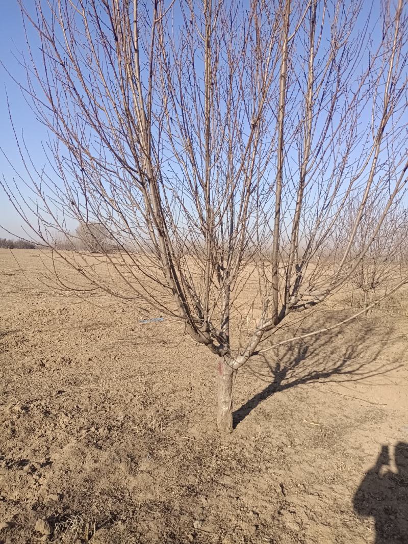 大量土地出租廊坊地区