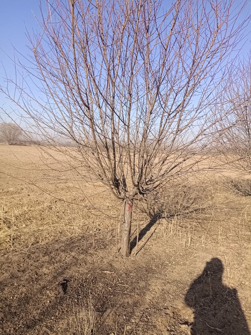 大量土地出租廊坊地区