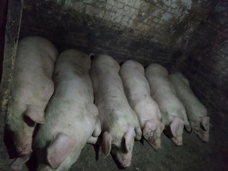 云南生猪出售20斤到400斤企批一手供货货真价实