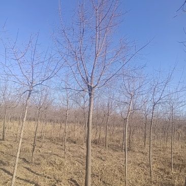 丝棉木大量供应各种规格，用的朋友可以联系