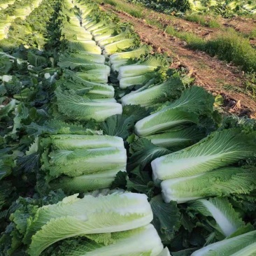 河北定州市大量好60白菜大量有货
