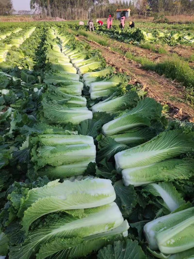 河北定州市大量好60白菜大量有货