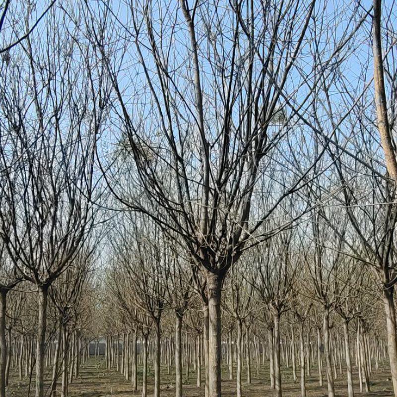 国槐大量出售各种规格精品到占地货供应