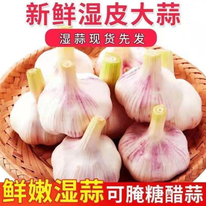 云南大理紫皮大蒜湿蒜新蒜专业一件代发货快