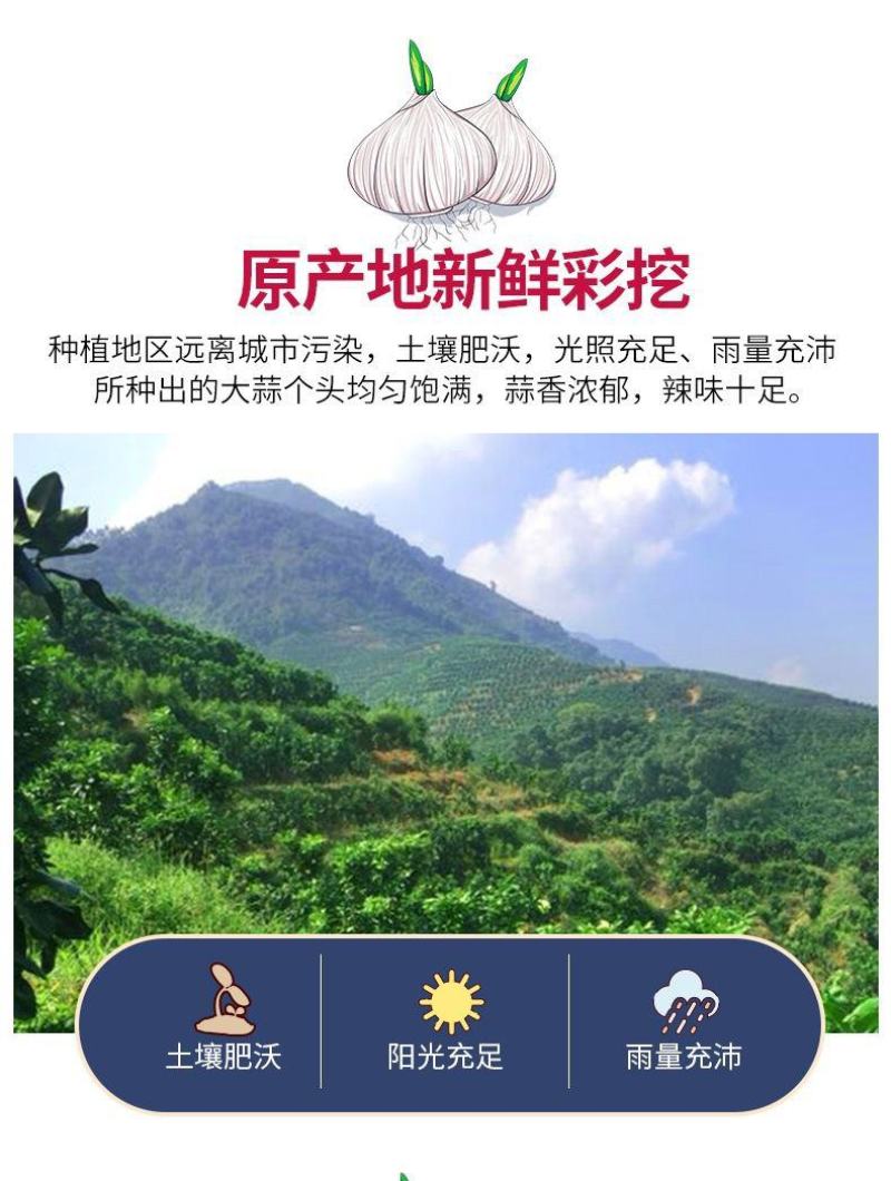 云南大理紫皮大蒜湿蒜新蒜专业一件代发货快