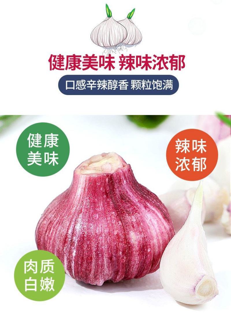 云南大理紫皮大蒜湿蒜新蒜专业一件代发货快