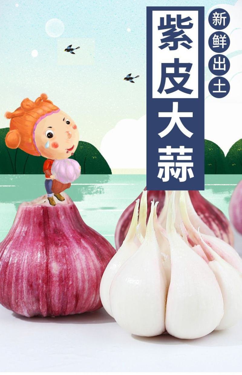 云南大理紫皮大蒜湿蒜新蒜专业一件代发货快