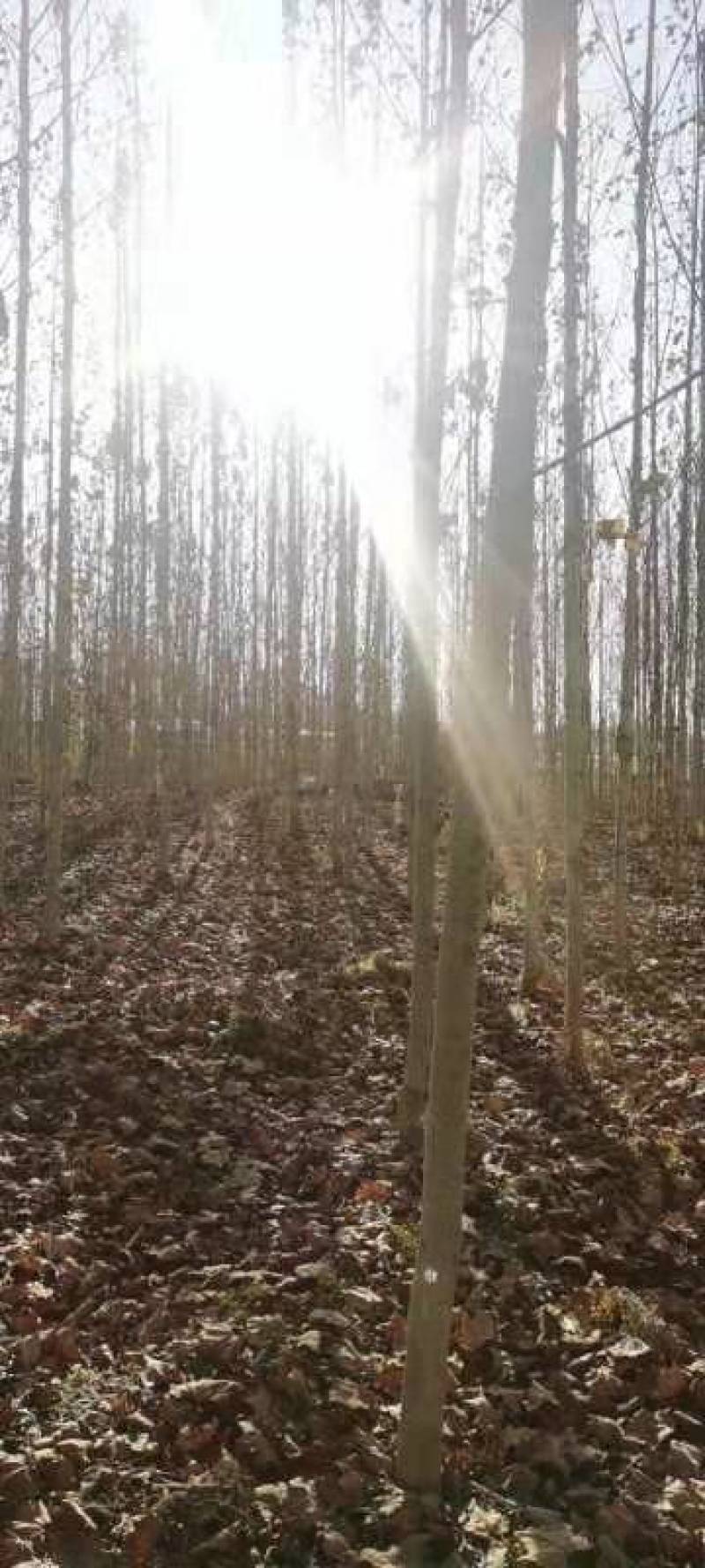 速生杨107速生杨大量出售规格齐全价格量大再谈