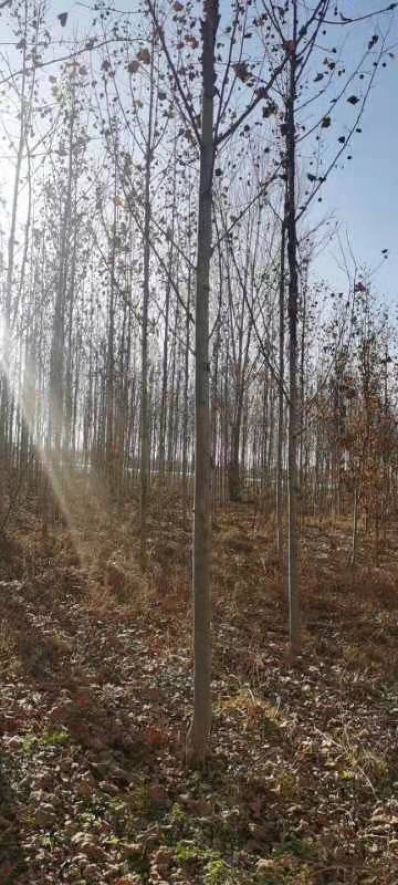 速生杨107速生杨大量出售规格齐全价格量大再谈