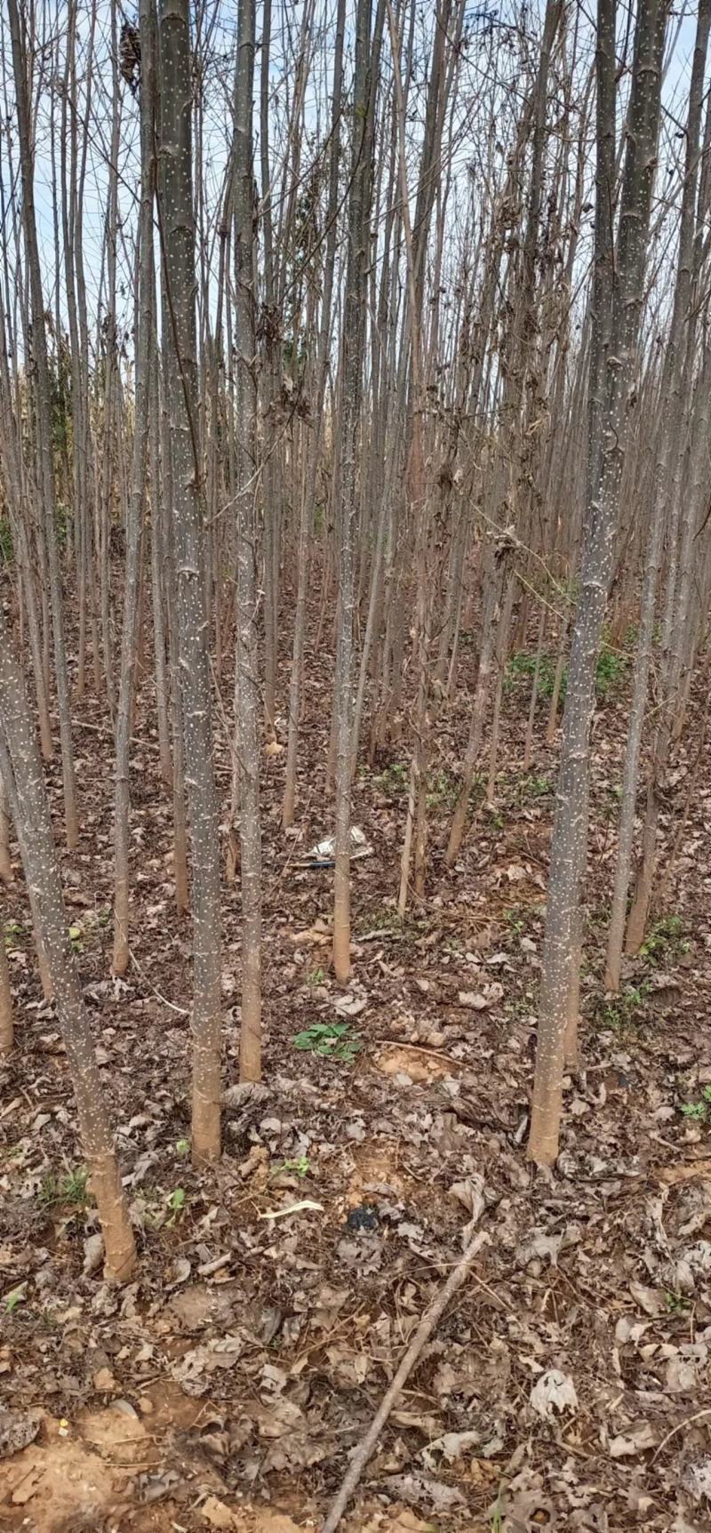 速生杨107速生杨大量出售规格齐全价格量大再谈