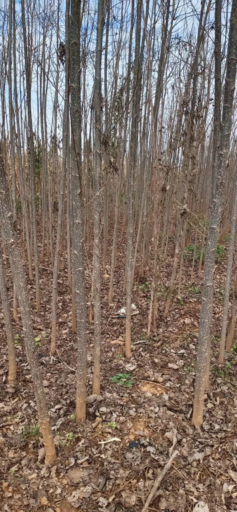 速生杨107速生杨大量出售规格齐全价格量大再谈