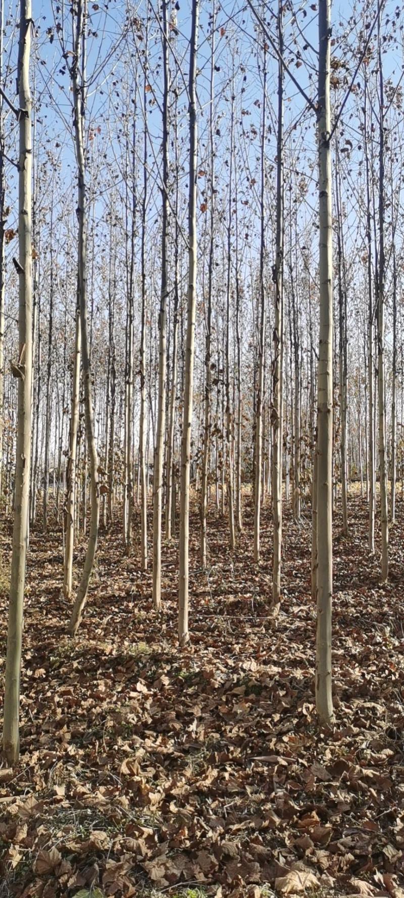 速生杨107速生杨大量出售规格齐全价格量大再谈